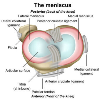 Meniscus knee anatomy medical vector illustration isolated on white background infographic eps 10 ligament